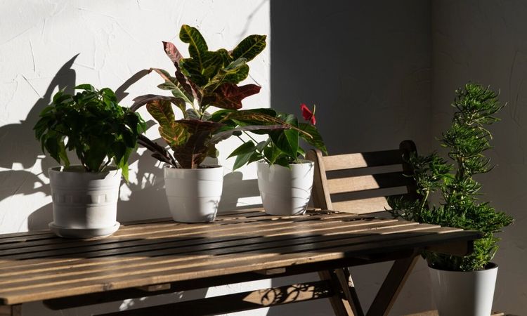 Jardines Bonitos y Sencillos de Casas